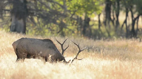 North American elk, Rocky Mountain National Park in Colorado Stock Footage