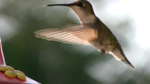 North American Female  Ruby Throated Humming Bird At A Bird Feeder Close Up Stock Footage 143379
