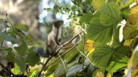 North American Gray Squirrel alert on branch Stock Footage 74905957