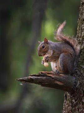 North American gray squirrel eats a peanut sitting on a branch of a tree Stock Photos