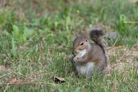 A North American gray squirrel eats sitting on a green lawn Stock Photos