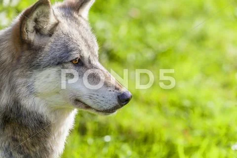 North American Gray Wolf Stock Photos