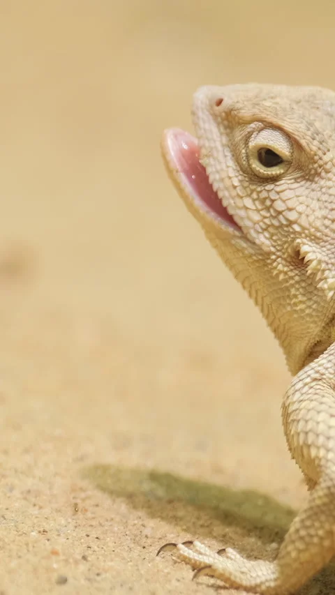 North American lizards and the typical genus of the family Phrynosomatidae Stock Footage 255657238