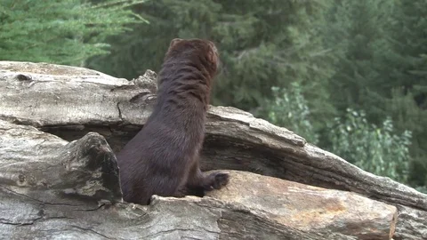 North American Marten Stock Footage 85228043