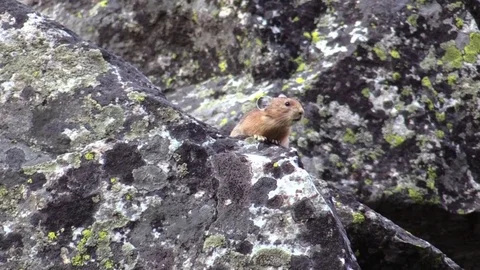 North American pika calling out mountains rock  animal Tetons Wyoming Stock Footage