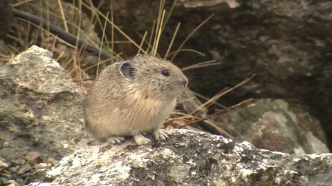 North American Pika Perched on Rock in Rocky Mountains Stock Footage