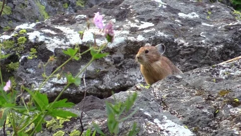 North American pika sitting on rock looking around runs away Stock Footage