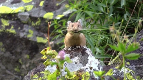 North American pika standing on rock with grass in mouth runs away Stock Footage