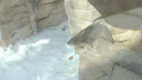 North American River Otter Stock Footage 86666736