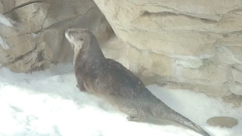North American River Otter Stock Footage 86666744