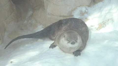 North American River Otter Stock Footage 86669993