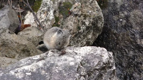 North American Rocky Mountain Pika Grooming on Rock in Yellowstone NP Stock Footage