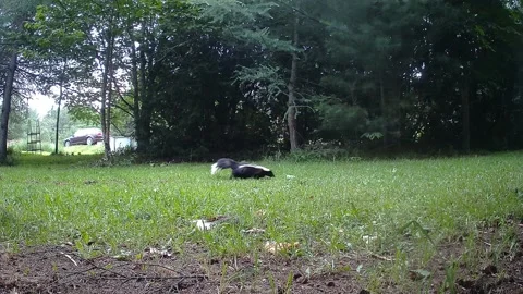 North American skunk roaming through grass in a peaceful countryside setting Stock Footage 341756594
