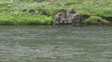 A North Atlantic Salmon breaks the surface and feeds Video stock 40647207