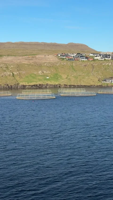 North-Atlantic salmon cages float in a secluded Faroese fjord Stock Footage 310948025