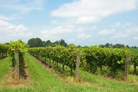 North carolina vineyard Stock Photos