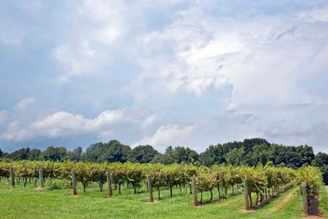 North carolina vineyard Stock Photos