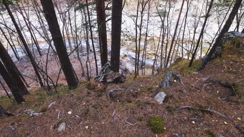 North Caucasus Forest Landscape with Mountain River View Video stock 320852059