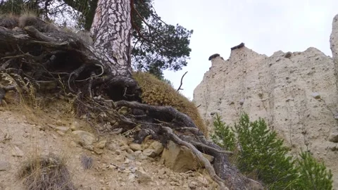 North Caucasus Landscape Exposed Tree Roots and Rock Formations Stock Footage 320857054