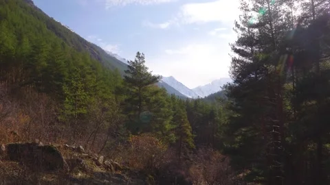 North Caucasus Mountain Landscape with Pine Forest Stock Footage 320855031
