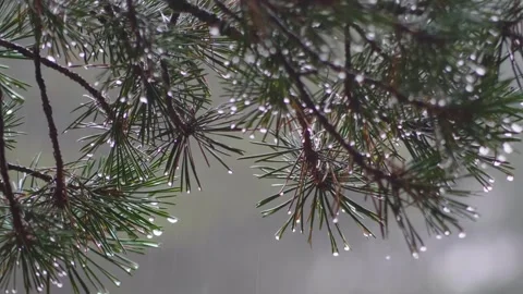 North Caucasus Nature Raindrops on Pine Branches in the Forest Stock Footage 320852198