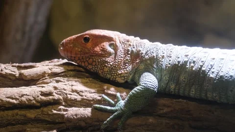 North Cayman lizard sitting on a tree branch in the forest, slow motion. A Vídeo Stock 252748713