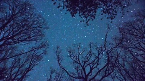 North celestial pole star rotation in a forest timelapse Vídeos de archivo 79941018