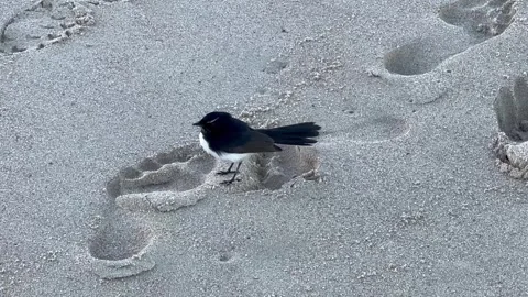 North Cronulla Beach Vídeos de archivo 276154649