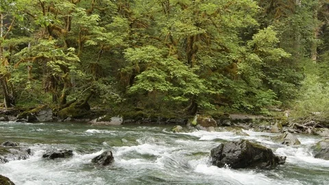 North Fork Skokomish River, temperate rainforest, Olympic National Park Stock Footage 91011716
