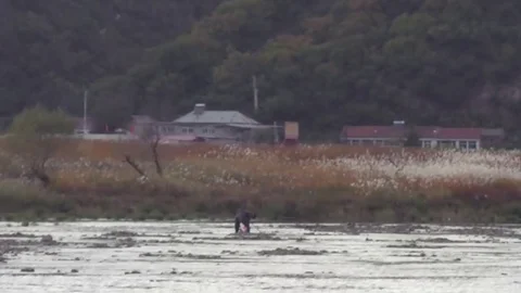 North Korean Man Digs in Mud Near Shore Stock-Footage 81390013