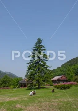 North koreans people gardening in Pohyon-sa Korean buddhist temple, North Pyo Stock Photos
