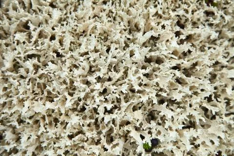 North lichen - cladonia Stock Photos