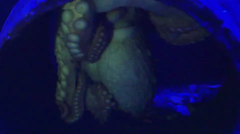 North Pacific Octopus Sleeping, 4K Stock-Footage 60664672