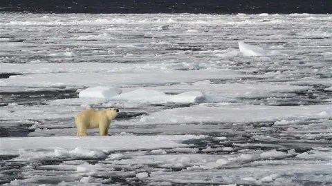 North pole bear walking in melting ice sea water looking for food climate change 스톡 동영상 334031635