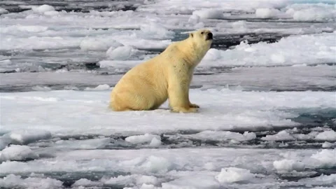 North pole bear walking in melting ice sea water looking for food climate change 動画素材 334031940