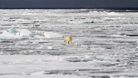 North pole bear walking in melting ice sea water looking for food climate change Vídeo Stock 334032179