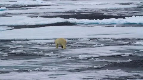 North pole bear walking in melting ice sea water looking for food climate change Vídeo Stock 334032397