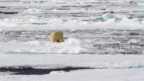 North pole bear walking in melting ice sea water looking for food climate change Vídeo Stock 334032447