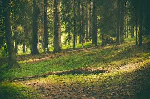 North scandinavian forest Photos