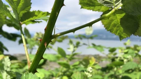 North Shore Focus Shift Stock Footage 219524387