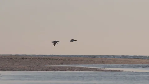 North Shore Geese Stock Footage 127659869