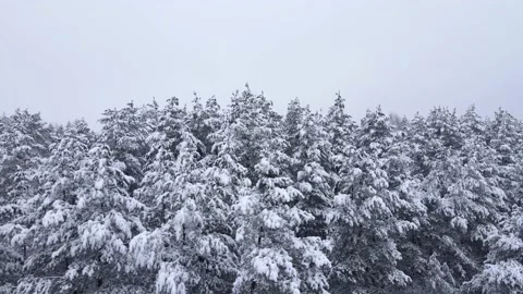 North snowy forest winter landscape snowfall panorama Stock Footage 146295174