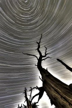 North star dead tree hdr spiral Stock Photos