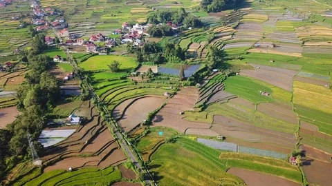 North Sumatra rice fields Stock Footage 88074128