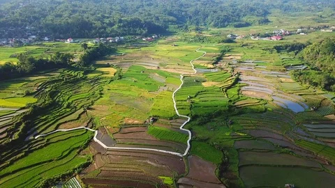 North Sumatra rice fields Stock Footage 88074136