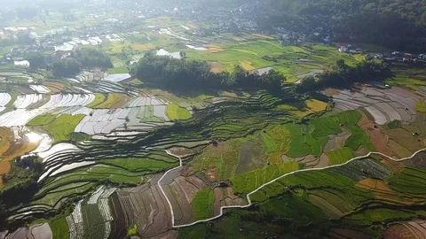 North Sumatra rice fields Stock Footage 88075780