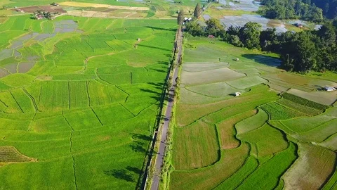 North Sumatra rice fields Video stock 88084412