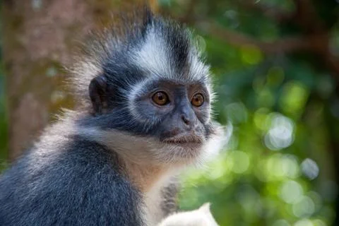 North Sumatran Dusky Leaf Monkey 스톡 사진