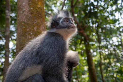 North Sumatran Dusky Leaf Monkey 스톡 사진