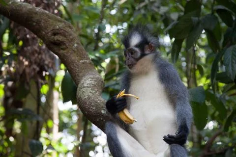 North Sumatran Dusky Leaf Monkey Eating a Banana 스톡 사진